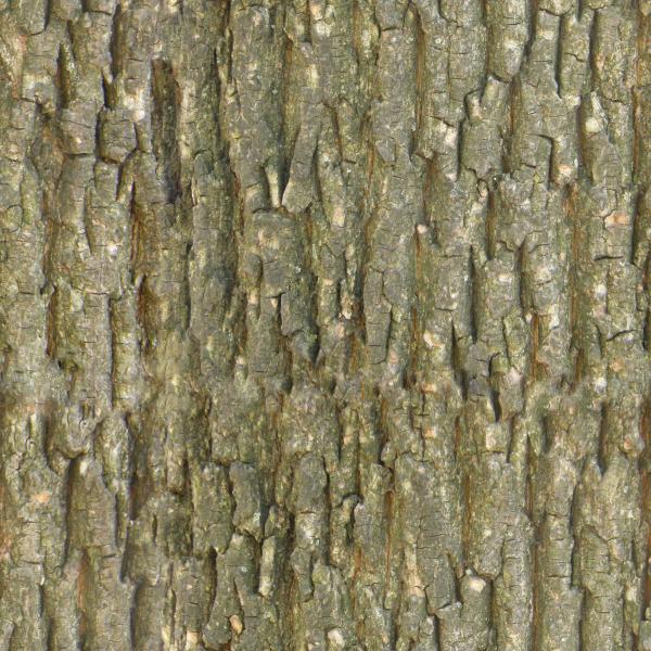 bark texture