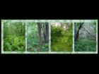 Springtime Woods Backgrounds
