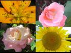 flower photos