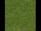 Grass Texture 2