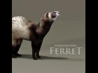 Ferret Prop for Poser and DAZ Studio