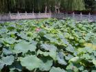 A lake in Hangzhou