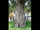 Ancient Tree