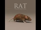 Rat Prop for Poser & DAZ Studio