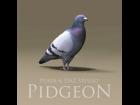 Pidgeon Prop for Poser & DAZ Studio