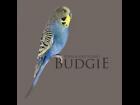 Budgie Prop for Poser and DAZ Studio