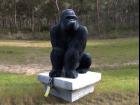 gorilla law