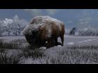 Winter Buffalo