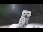 Daz3d Animation ... Owls By Dave Welsh