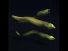Moray Eel - FREE GIFT