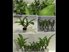 Indoor Pot Plant 2