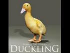 Duckling Prop for Poser and DAZ Studio