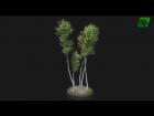 My New Hi-Quality Asset Released : A quick View Realistic Tree7