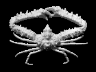 3d scan of an Elbow crab