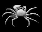 3D scan of a ghost crab
