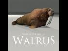 Walrus Prop for Poser and DAZ Studio