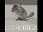 Chinchilla for Poser and DAZ Studio