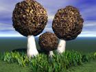Fungus--Morel Mushroom Group