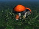 Fungi--Amanita Muscaria