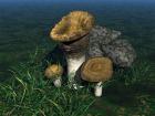 Fungi--Wooley Milk Cap Mushrooms