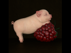 Piggy on Fruit