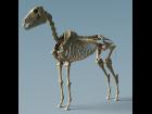 Skeletal Horse