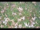 Dead Leaves and Grass 02