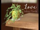 Love Indoor Plants
