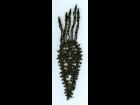black antique beadwork on lace