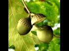 Acorns