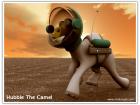 Hubble the camel