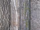 4 tree textures