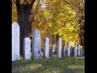 Mt Albion Cemetery #15