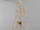 New Anatomical Skeleton (OBJ)