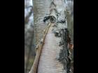 Birch Bark 2