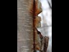 Birch Bark 6