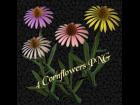 4 Cornflowers