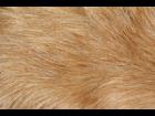 Dog Hair