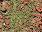Volcanic rock with plant growth