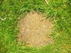 Paving stone in grass