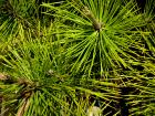 Pine needles