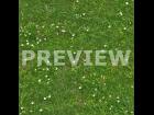 Seamless Grass With Daisies Texture