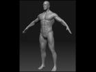 Human Male Athletic Final Model (Free Download!!!)