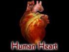 EllPro's Human Heart