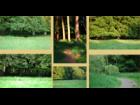 forest Backgrounds