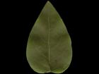 Leaf with opacity bump