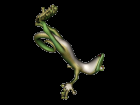 Gecko Falling PNG for tubes