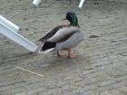 Mallard at the Cafe