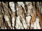 tree bark