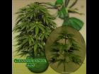 Cannabis Sativa 240